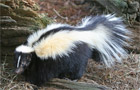 skunk smell